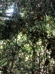 Mechanitis lysimnia utemaia
