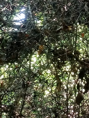Mechanitis lysimnia utemaia