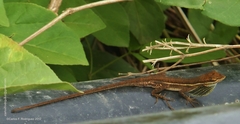 Anolis auratus