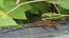 Anolis auratus