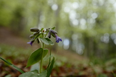 Pulmonaria stiriaca