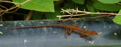 Anolis auratus