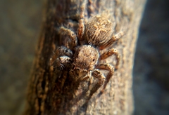 Salticidae