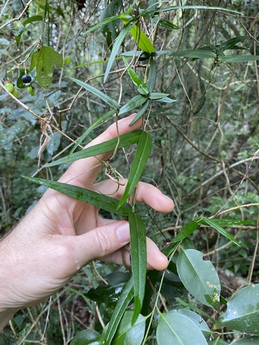 Image of Parsonsia paulforsteri by (c) Greg Tasney, some rights reserved (CC BY-SA)