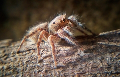 Salticidae