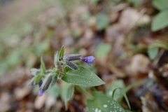 Pulmonaria stiriaca