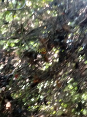 Mechanitis lysimnia utemaia