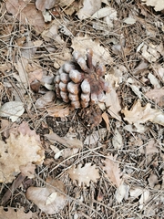 Pinus pinea