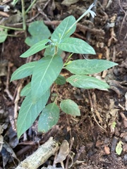 Rhinacanthus gracilis latilabiatus
