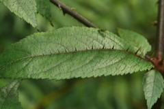 Aralia armata