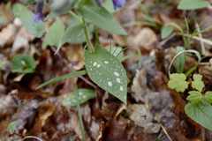 Pulmonaria stiriaca