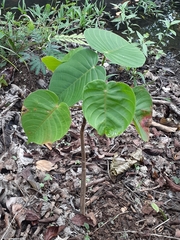 Hura polyandra