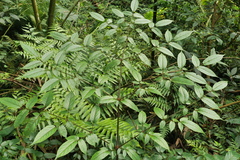 Aralia armata