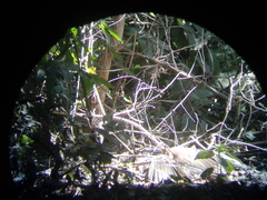 Dromococcyx phasianellus