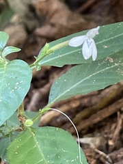 Rhinacanthus gracilis latilabiatus