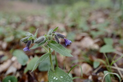 Pulmonaria stiriaca