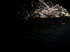 Dromococcyx phasianellus