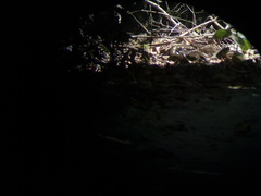 Dromococcyx phasianellus