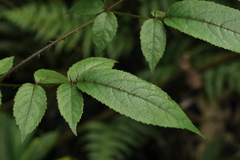 Aralia armata