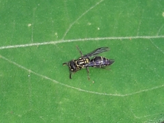 Protopolybia