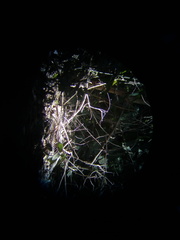 Dromococcyx phasianellus