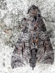 Isognathus allamandae