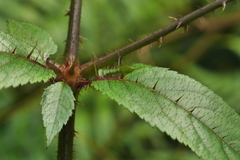 Aralia armata