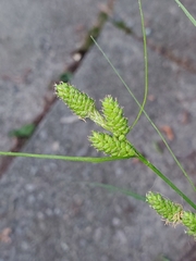 Carex hirsutella