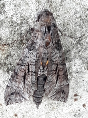 Isognathus allamandae