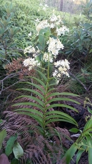 Epidendrum verrucosum