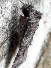 Isognathus allamandae