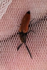 Anostirus castaneus