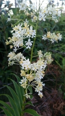Epidendrum verrucosum