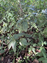 Rhinacanthus gracilis latilabiatus