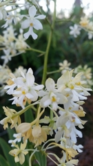 Epidendrum verrucosum