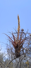 Tillandsia achyrostachys
