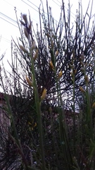 Spartium junceum