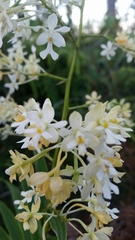 Epidendrum verrucosum