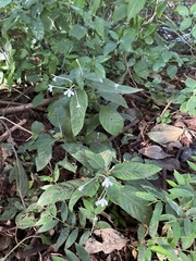 Rhinacanthus gracilis latilabiatus