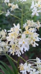 Epidendrum verrucosum