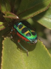 Calidea dregii