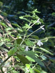 Rhinacanthus gracilis latilabiatus