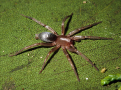 Hypodrassodes maoricus