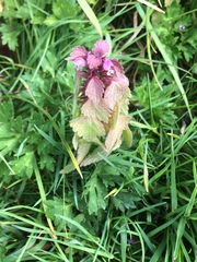 Lamium purpureum