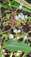 Aneilema dregeanum