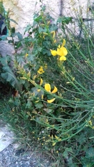 Spartium junceum
