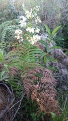 Epidendrum verrucosum