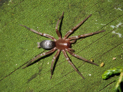 Hypodrassodes maoricus