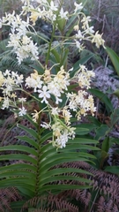 Epidendrum verrucosum