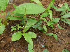 Habenaria furcifera